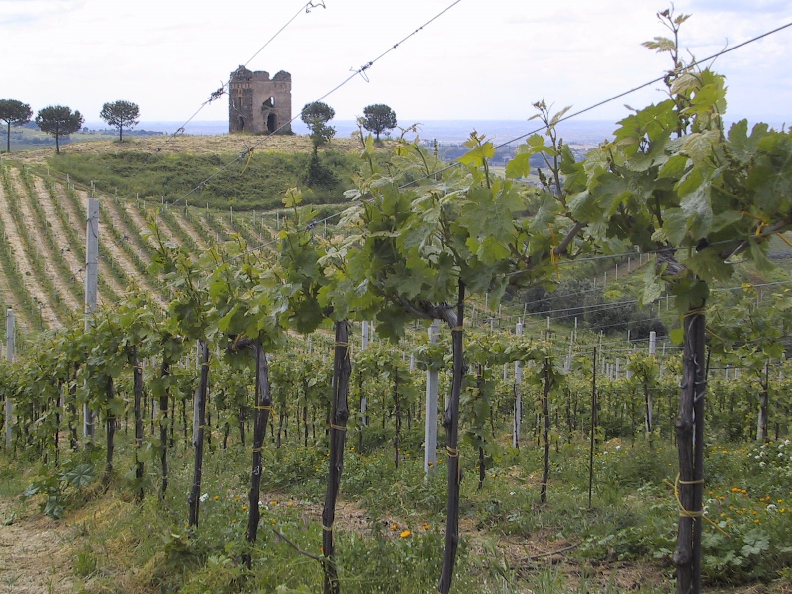 pasolina in primavera