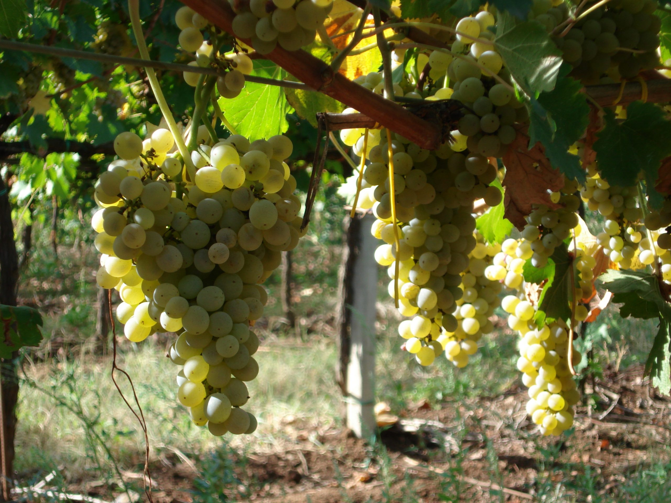 uva grechetto