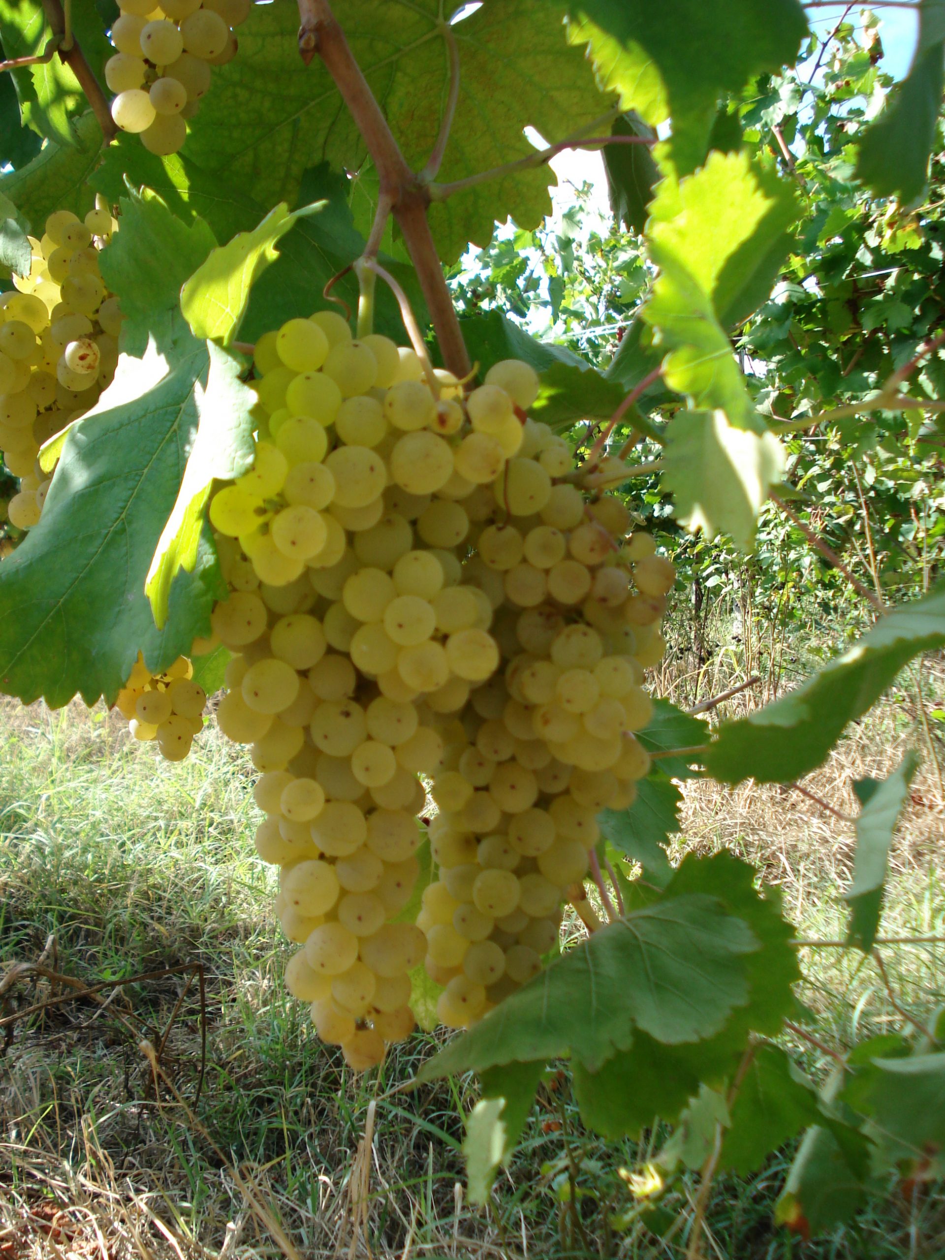 uva malvaisa 2