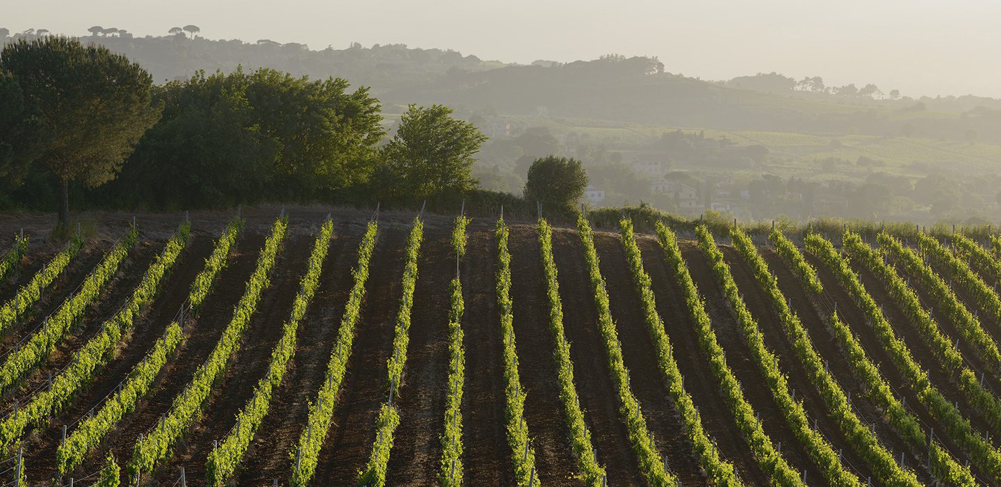 vigna