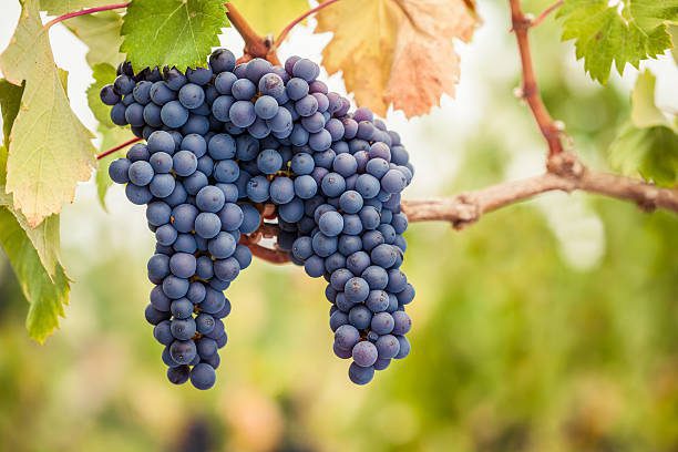 pinot